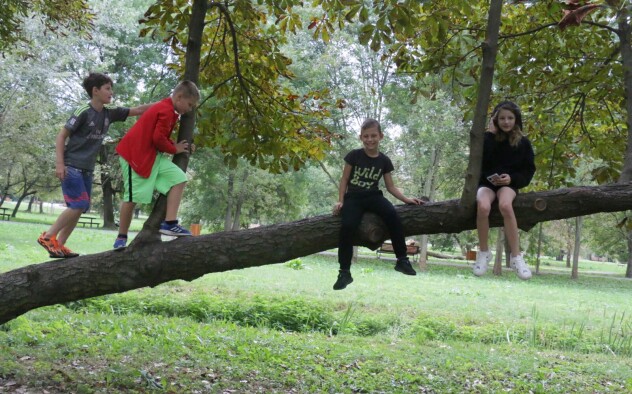Uczniowie przebywający na drzewie